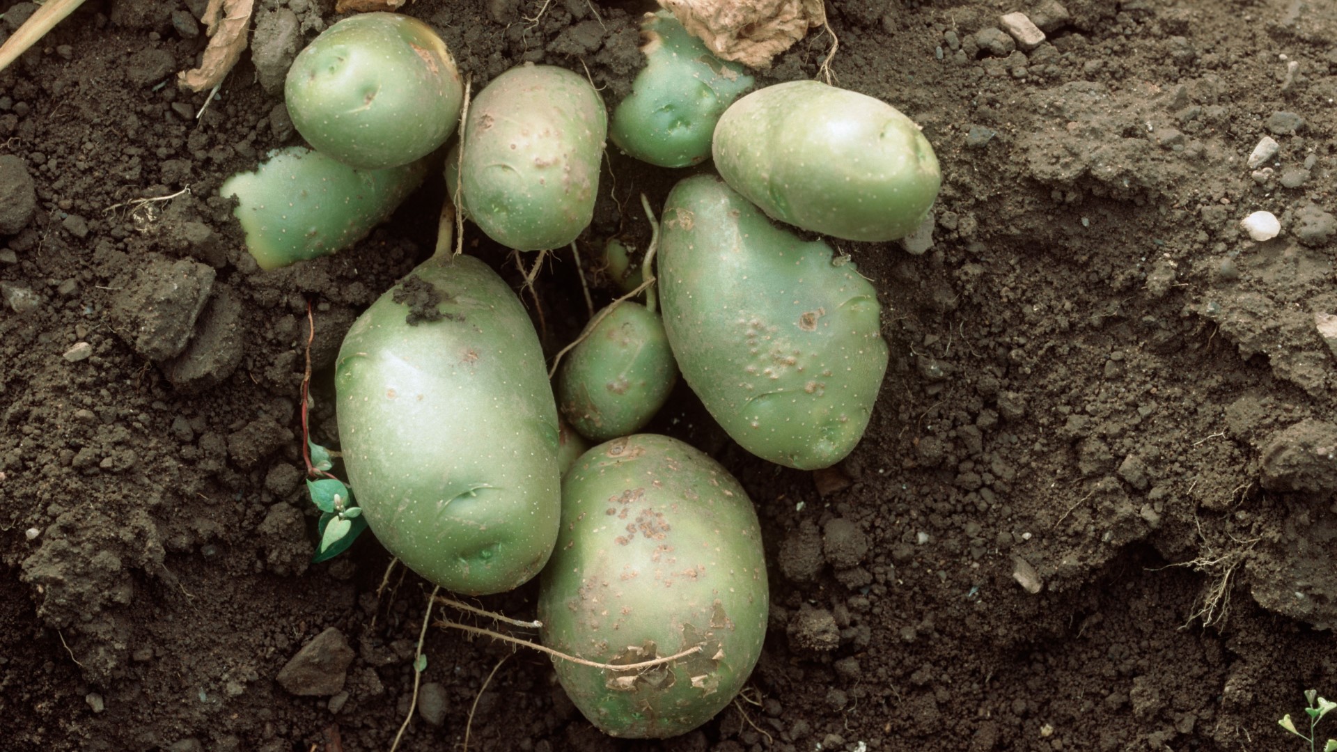 Почему зеленеет картофель и как это предотвратить