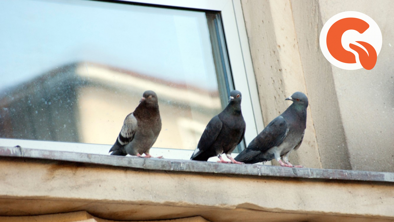 Как отвадить голубей с подоконника или балкона