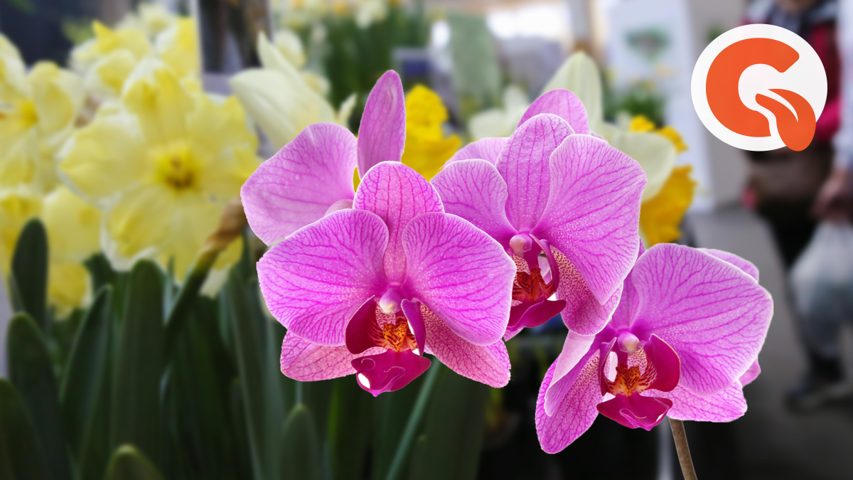 Цветонос у орхидеи как появляется фото выглядит