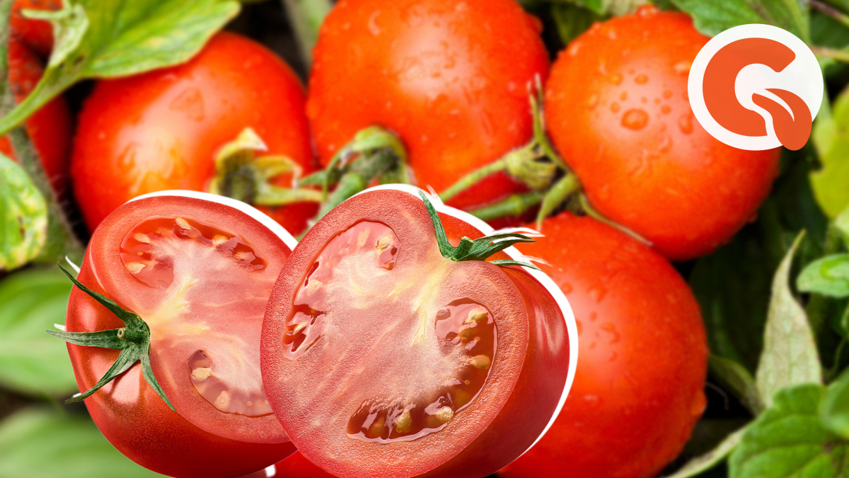 Водянистые помидоры почему. Почему помидоры водянистые и безвкусные в грунте.