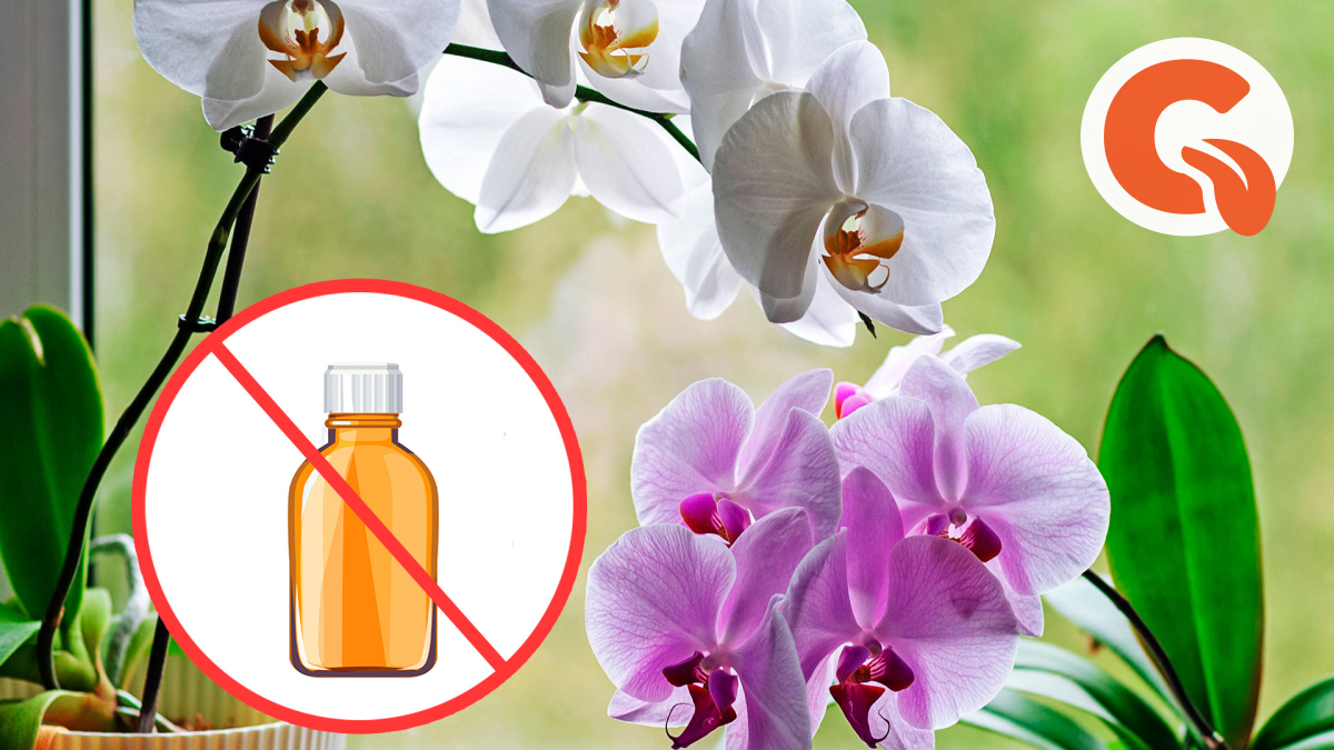 Полив орхидеи перекисью водорода. Чем подкармливать орхидеи картинки. Чем удобрять орхидею. Как подкармливать орхидеи йодом.