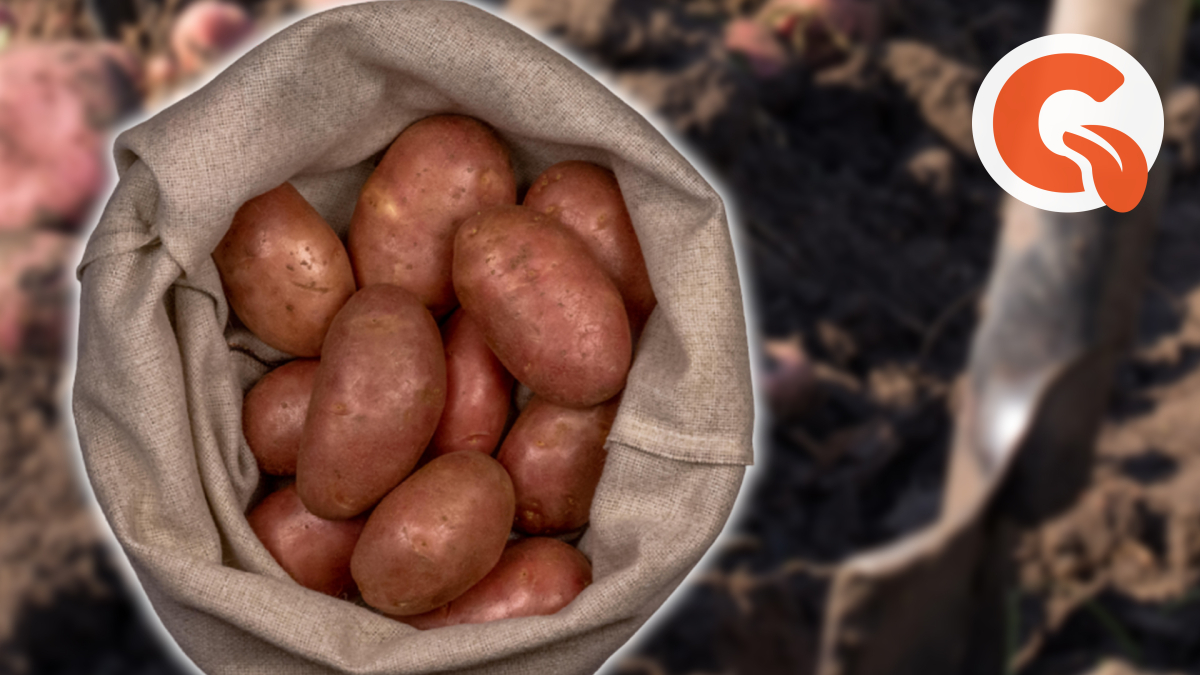 Высушенная картошка. Супер сочная картошка. Купить картофель на посадку.