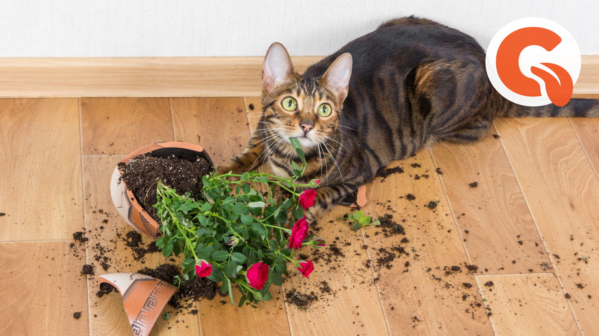 Как отвадить кошек с участка. Кошки и растения. Кот на горшке. Кошки и комнатные растения. Кот уронил горшок.