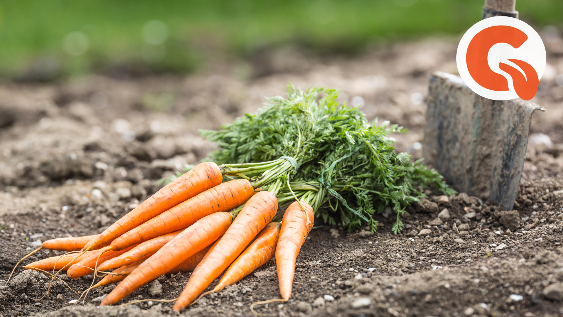 Сеем морковь картинка. Картинки где сеют морковку. Правильный посев для хорошего урожая моркови. Как удобно посеять морковь.