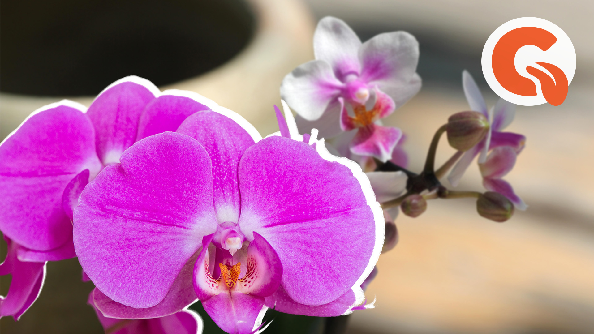 Причины, почему орхидея не цветет