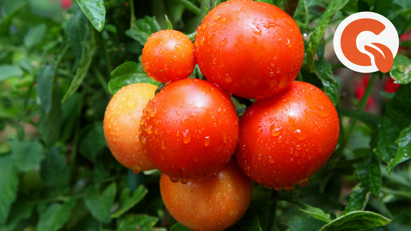 Томат это ягода или фрукт. Water Rain томат. Помидор это ягода или фрукт. Помидоры с белыми прожилками. Жесткий помидор.