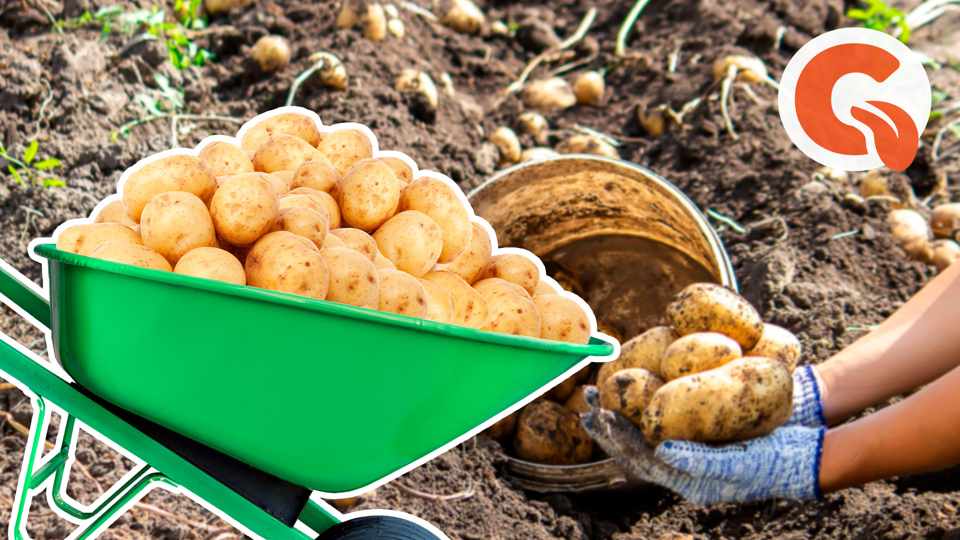 повысить урожайность картофеля